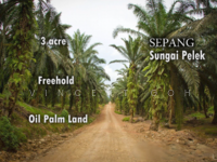 For Sale - Sepang Sungai Pelek 3acre Oil Palm Land With Tree