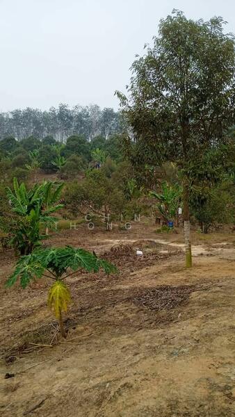 Untuk Dijual - Agricultural Land at Pekan Baru Titi