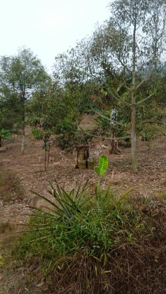 Untuk Dijual - Agricultural Land at Pekan Baru Titi