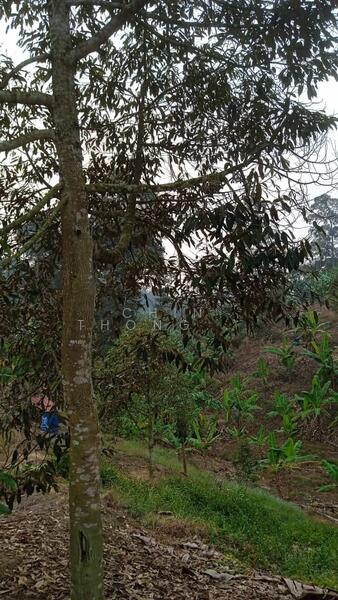 Untuk Dijual - Agricultural Land at Pekan Baru Titi