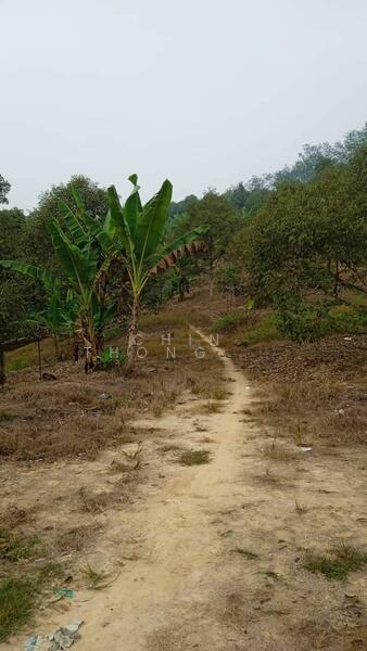 Untuk Dijual - Agricultural Land at Pekan Baru Titi