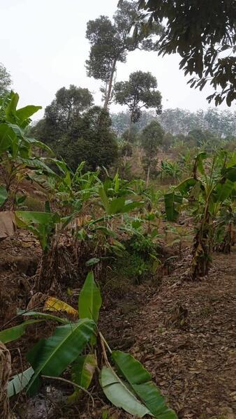 Untuk Dijual - Agricultural Land at Pekan Baru Titi