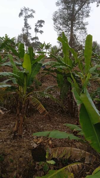 Untuk Dijual - Agricultural Land at Pekan Baru Titi