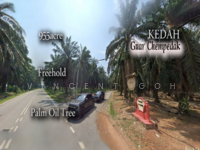 For Sale - Kedah Guar Chempedak 955acre Freehold Palm Oil Plantation