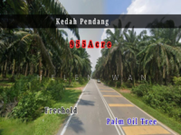 For Sale - Kedah Pendang Freehold 955acre Palm Oil Plantation
