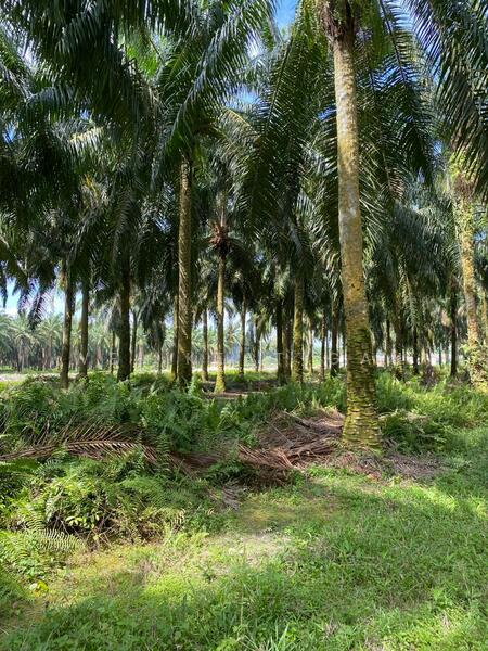 For Sale - Agricultural Land at Banting