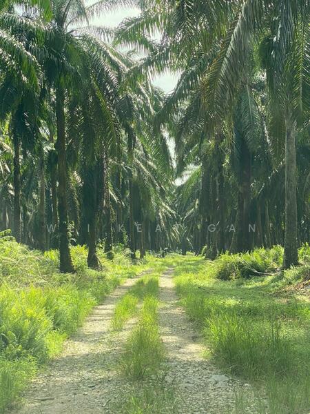 For Sale - Agricultural Land at Banting