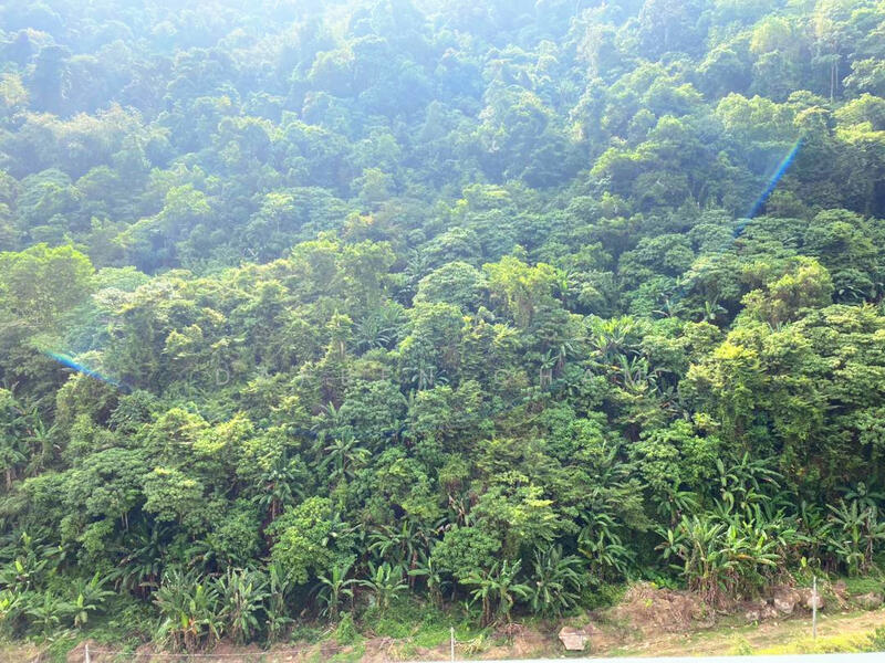 Untuk Disewa - The Stone