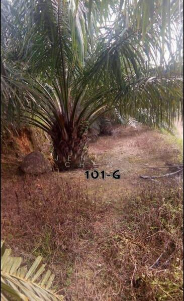 For Sale - Agricultural Land at Taman Lipis