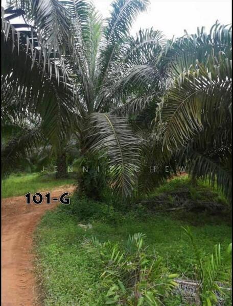 For Sale - Agricultural Land at Taman Lipis