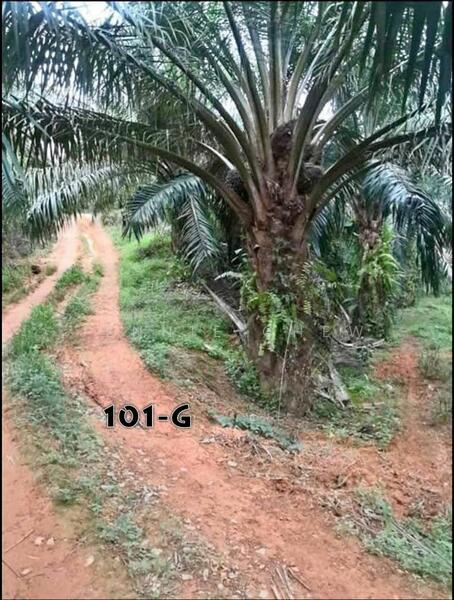 For Sale - Agricultural Land at Taman Lipis
