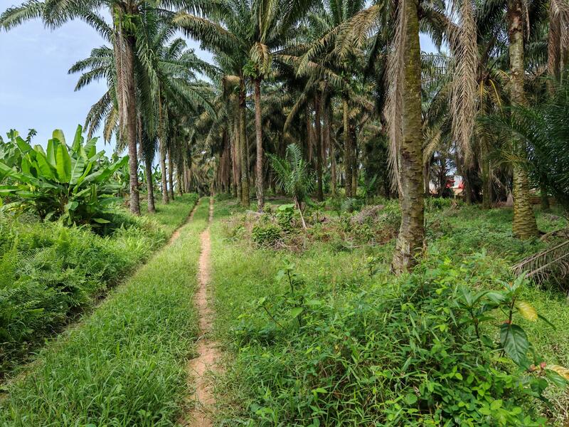 Untuk Disewa - Kluang @ Sri Lalang, Taman Ria