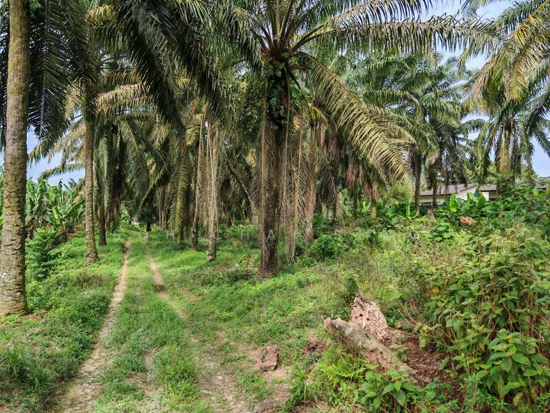 Untuk Disewa - Kluang @ Sri Lalang, Taman Ria