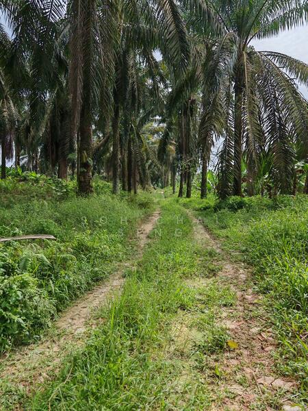 Untuk Disewa - Kluang @ Sri Lalang, Taman Ria