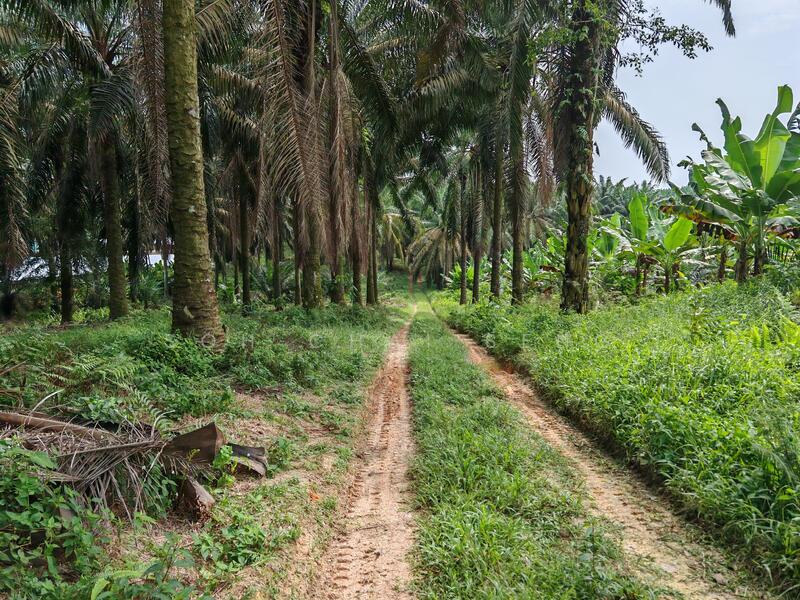 Untuk Disewa - Kluang @ Sri Lalang, Taman Ria