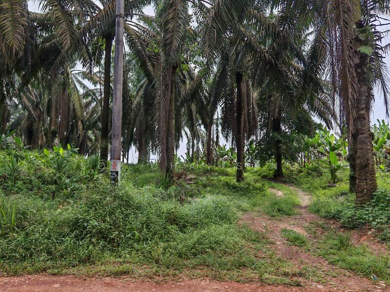 Untuk Disewa - Kluang @ Sri Lalang, Taman Ria