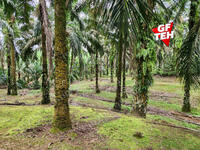 For Sale - 8.457 acres Agricultural Land Selama Perak Rm3.68psf