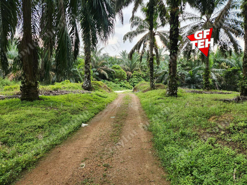 Agricultural Land for Sale in Pekan Selama (Selama) - Teh Guan Fong - PropertyGuru.com.my
