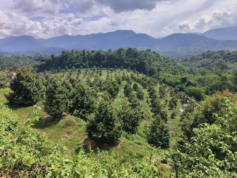 Untuk Dijual - Agricultural Land at Kampung Sumpitan