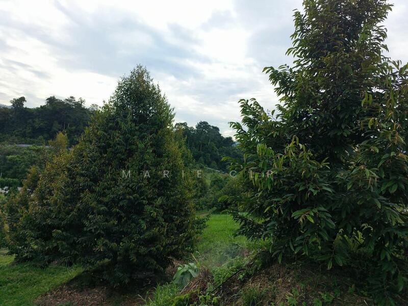 Untuk Dijual - Agricultural Land at Kampung Sumpitan