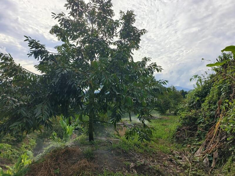 Untuk Dijual - Agricultural Land at Kampung Sumpitan