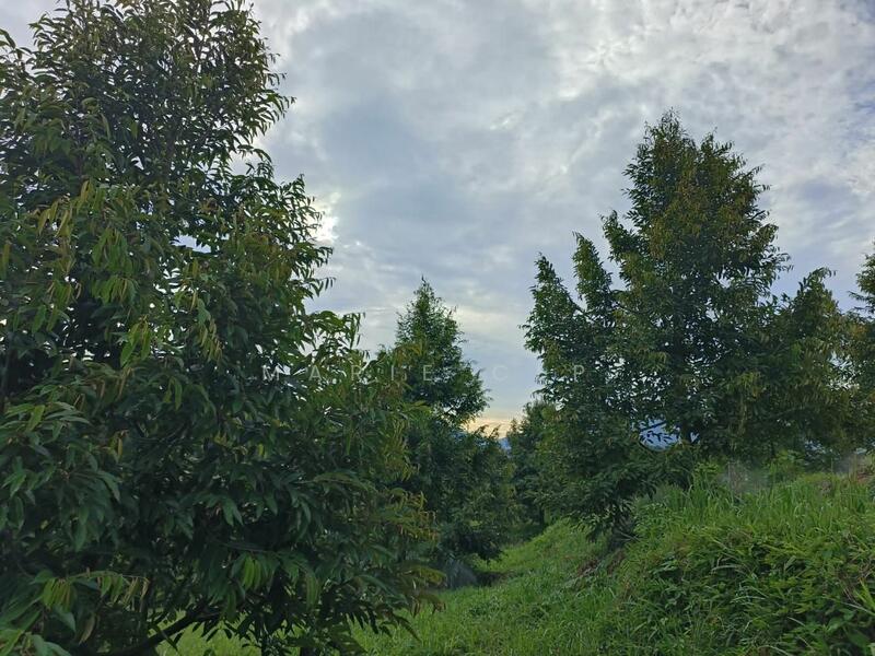 Untuk Dijual - Agricultural Land at Kampung Sumpitan