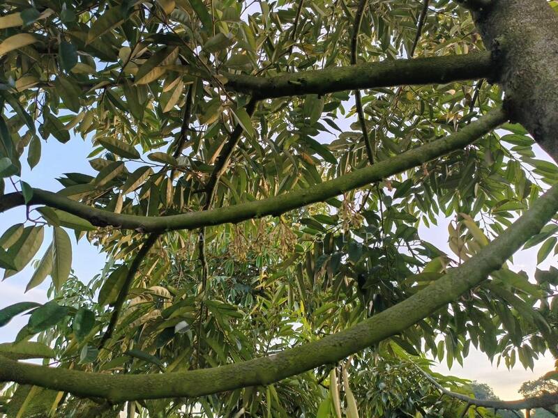 Untuk Dijual - Agricultural Land at Kampung Sumpitan