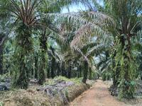 For Sale - 178.8 Acre Agriculture Land At Jemaluang,Mersing