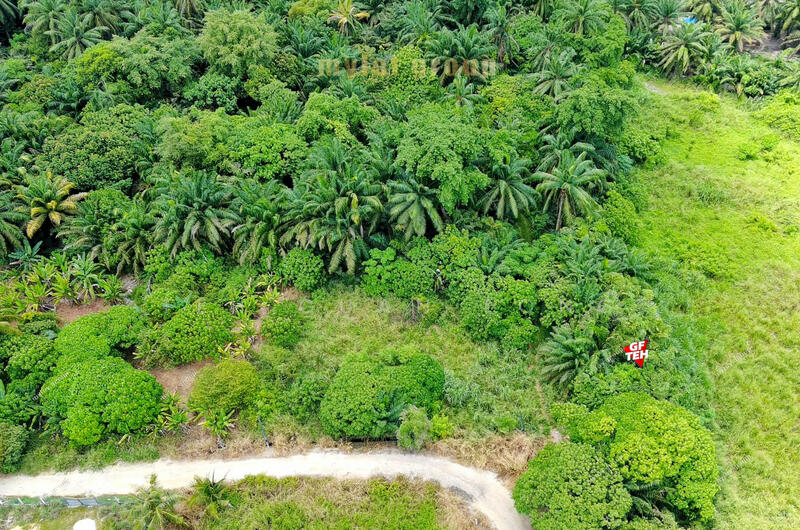 Agricultural Land for Sale in Kampung Jawi (Sungai Jawi) - Teh Guan Fong - PropertyGuru.com.my