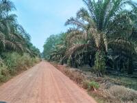 For Sale - 4.2 Acre Agriculture Land At Chaah,Yong Peng