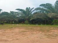 For Sale - Paloh @ Johor 965 Acres Agricultural Land For Sale