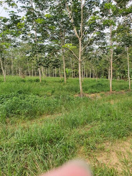 For Sale - Bekok bekok bekoks