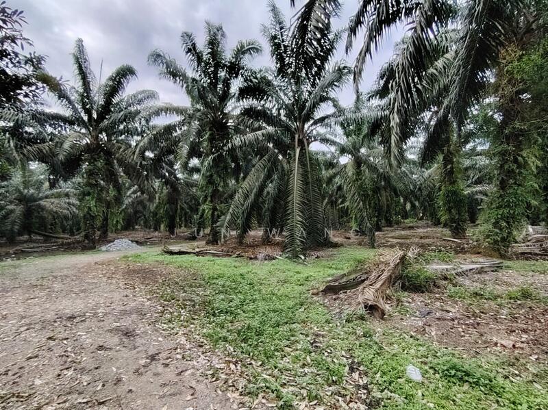 Untuk Dijual - Residential Land @ Pekan Nanas