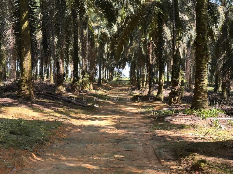 Untuk Dijual - Residential Land @ Pekan Nanas