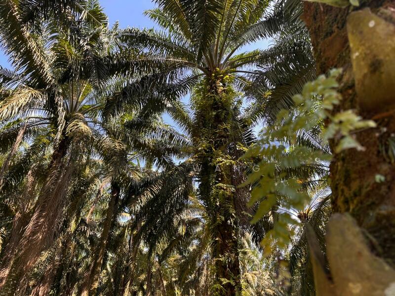 Untuk Dijual - Residential Land @ Pekan Nanas