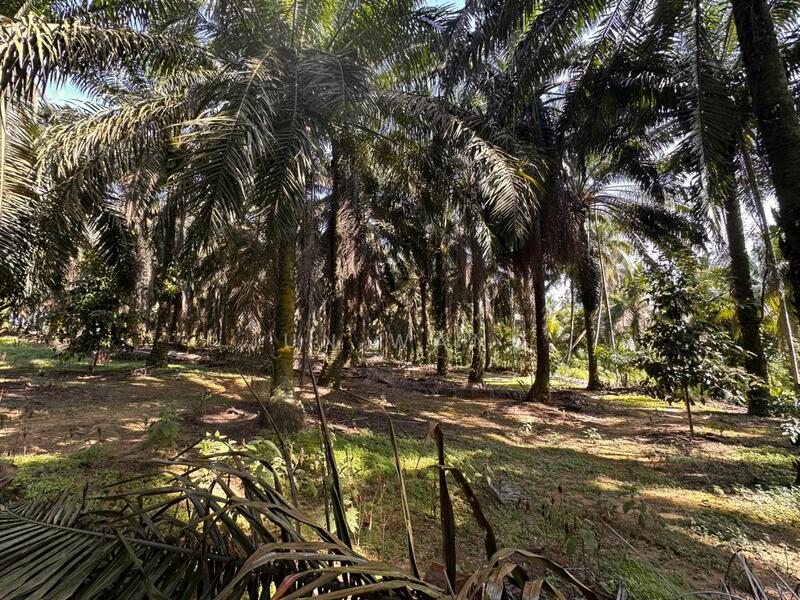 Untuk Dijual - Residential Land @ Pekan Nanas