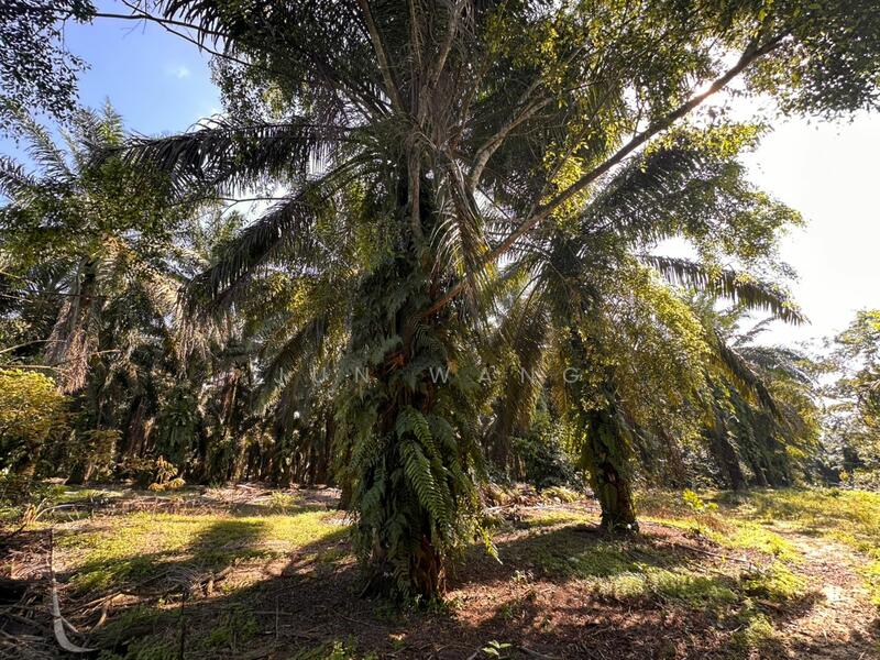 Untuk Dijual - Residential Land @ Pekan Nanas