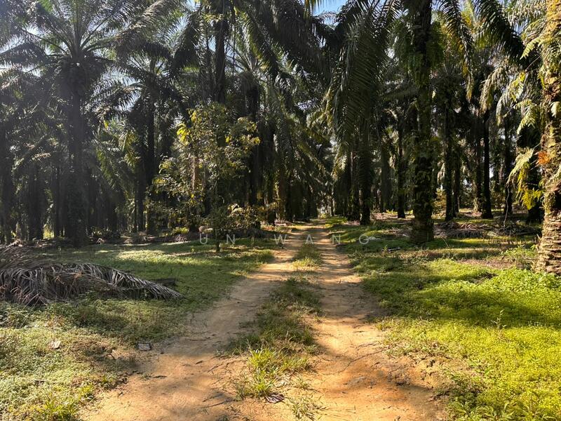 Untuk Dijual - Residential Land @ Pekan Nanas