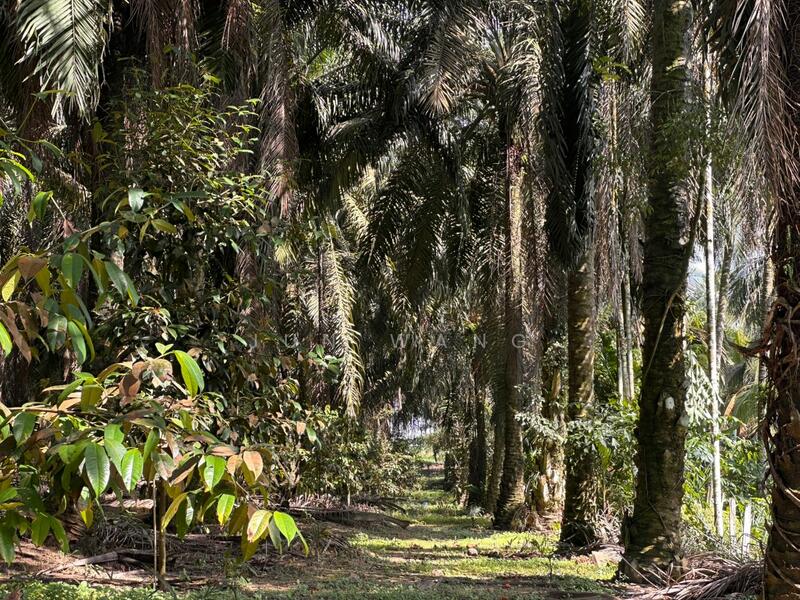 Untuk Dijual - Residential Land @ Pekan Nanas