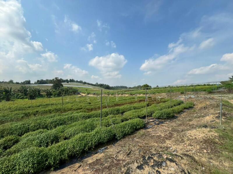 For Sale - Kempas Kempas Kempass