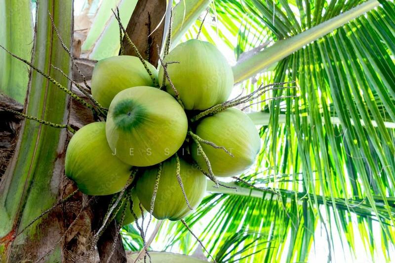 For Sale - Senggarang senggarang senggarangs