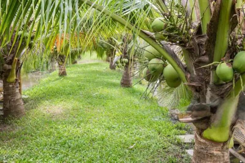 For Sale - Senggarang senggarang senggarangs