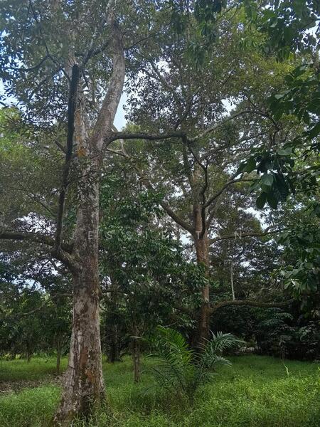 Agricultural Land for Sale in Kampung Rambah (Pontian) - Jessie Tan - PropertyGuru.com.my