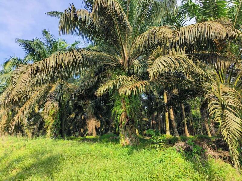 For Sale - Kukup Kukup Kukups
