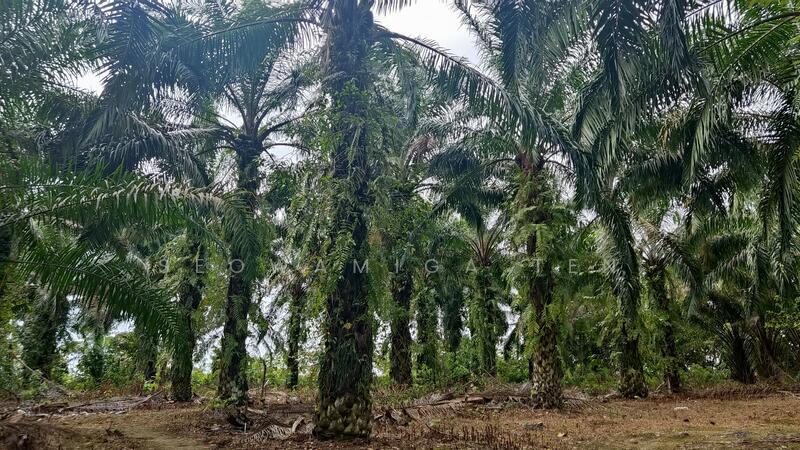 (Beside Residential Area) 10 Acre Land At Senai,Johor Bahru untuk Untuk Dijual - RM 10,890,000, Feb 2026 - PropertyGuru.com.my