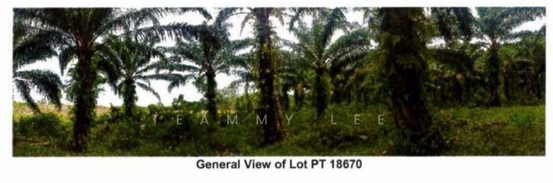 For Sale - 45.46 Acres Residential Land Tanjung Tualang Taman Mahkota Kampar