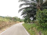 For Sale - Yong Peng Yongs Pengs