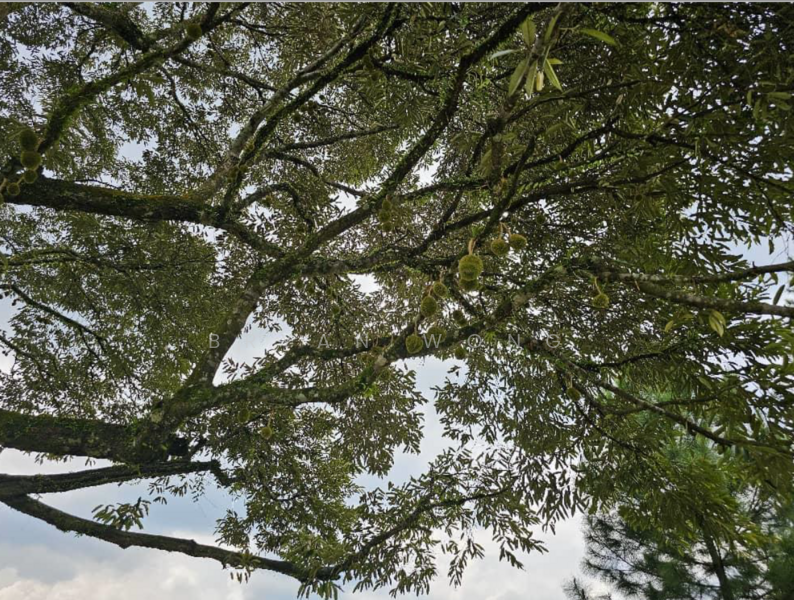 Agricultural Land for Sale in Kampung Sungai Makau (Hulu Langat) - Bryan Wong - PropertyGuru.com.my