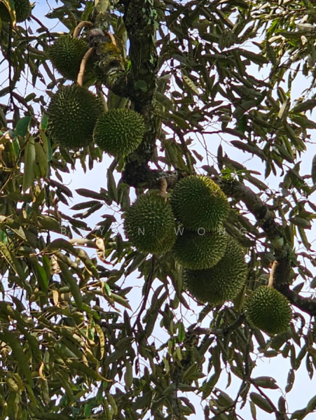 Agricultural Land for Sale in Kampung Sungai Makau (Hulu Langat) - Bryan Wong - PropertyGuru.com.my