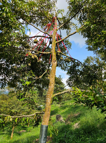 Agricultural Land for Sale in Kampung Sungai Makau (Hulu Langat) - Bryan Wong - PropertyGuru.com.my
